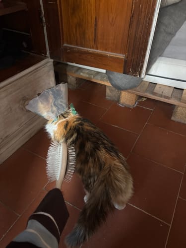 Un client brosse le dos de son chat calico à poils longs avec La brosse française.