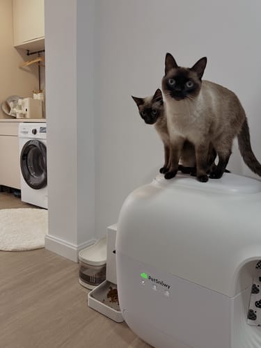 Customer photo review of Automatic Pet Feeder