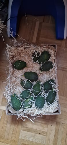 Kunde zeigt die geöffnete Retterbox mit vielen kleinen, grünen Hass-Avocados in Holzwolle.