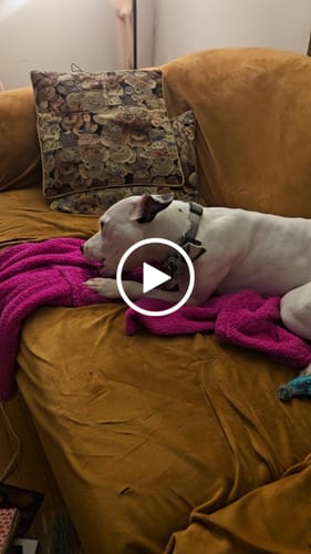 Customer video review of Smoked Beef Marrow Bone