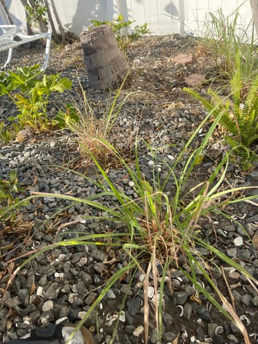 Customer's lemongrass plant with green and brown shoots growing in a gravel garden bed.