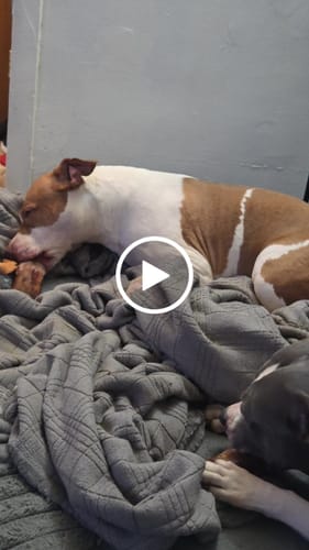 Customer video review of Smoked Beef Marrow Bone