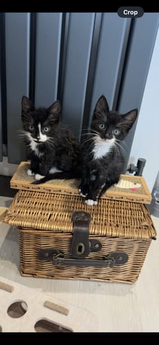 Customer photo review of 3 Month Supply - 2 Cats