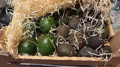 Kunde zeigt die gelieferten Reed & Hass Avocados, die mit Holzwolle in einer Pappkiste verpackt sind.