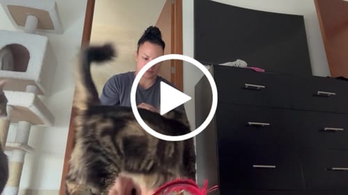 Customer video review of 6x Blisso Advanced Cat Probiotic