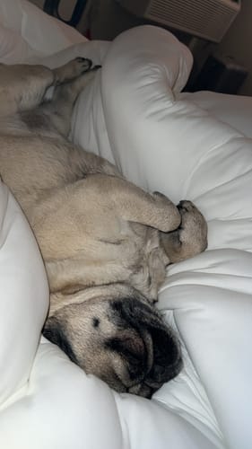 Customer photo review of MarshMellow Comforter