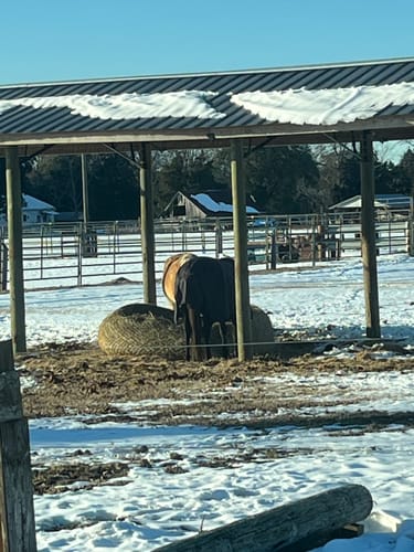 Customer photo review of Hay Chix® Large Bale Net - 5' "The Goldilocks"
