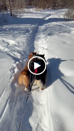 Customer video review of Cotton Rope Multi-Dog Leash Connector