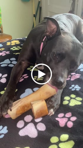 Customer video review of Smoked Beef Marrow Bone
