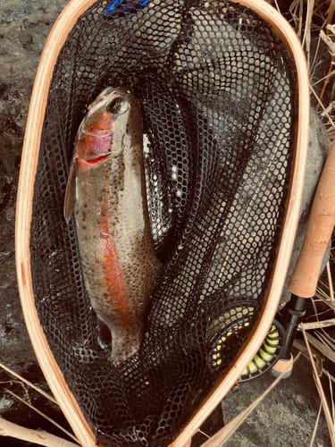 A customer's colorful rainbow trout in a net, caught using the Redington Field Kit Euro.
