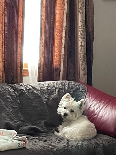 Customer's small white dog, Linus, resting on a dark couch inside a home.