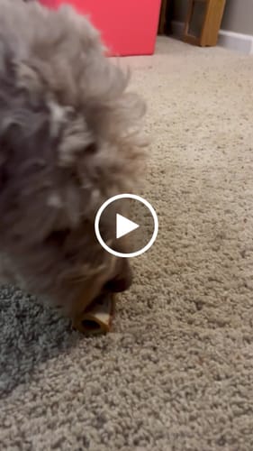 Customer video review of Ostrich Shaft Bones (11" x 2"): The Long-Lasting, Flavorful Chew for Medium to Large Dogs