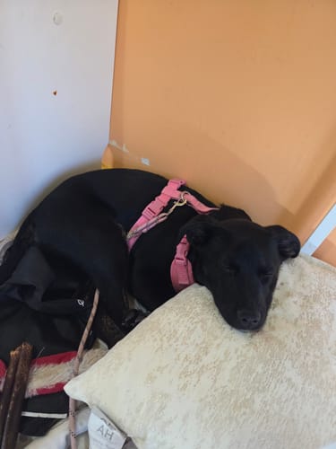 Customer's black puppy in a pink harness sleeping soundly on a pillow with Beef Tendon chews nearby.