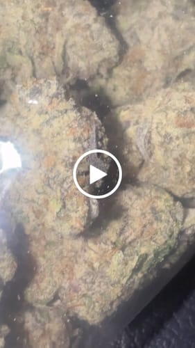 Customer video review of Juggalo Island Gelato Exotic THCA