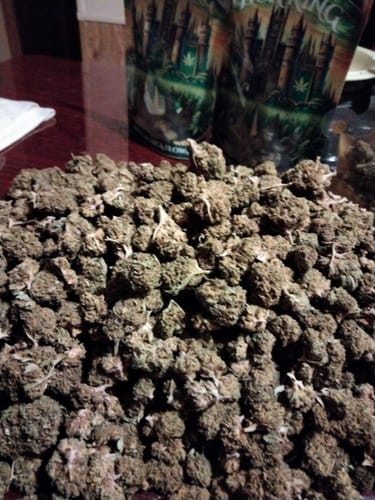 Customer photo review of Wedding Crasher THCA Flower LB