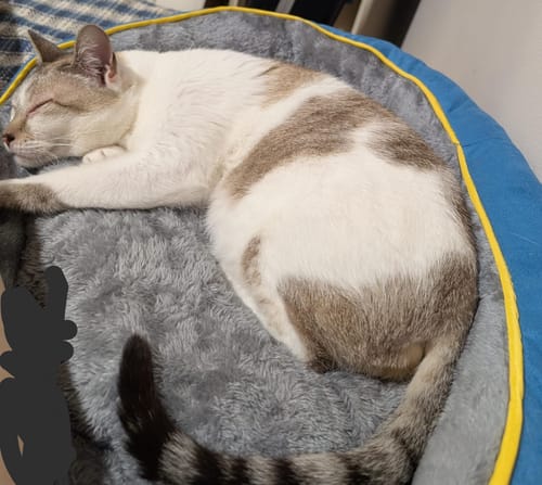 Customer's cat sleeping peacefully in the grey, fluffy Electric Pet Heater Bed.