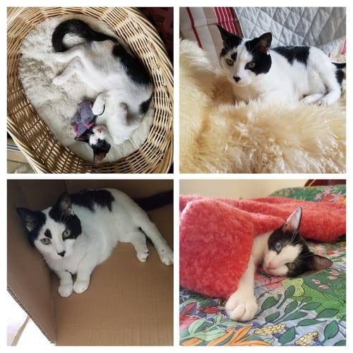 Collage photo d'un client montrant ses deux chats noirs et blancs qui apprécient les croquettes au poulet.