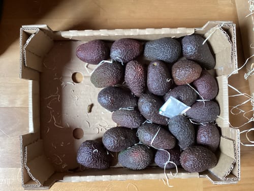 Kunde zeigt die offene Kiste mit einer großen Menge kleiner, reifer Bio-Hass-Avocados.