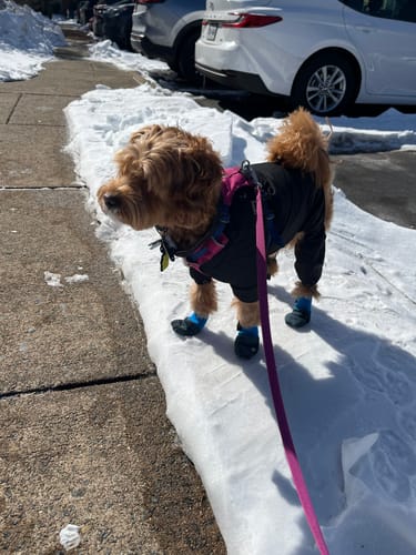 Customer photo review of All Weather Dog Booties - Doccasins - 1 pair