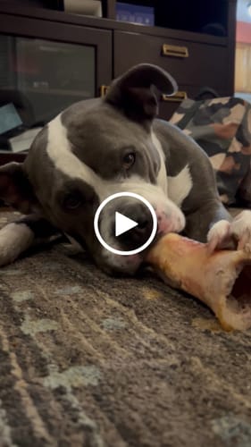 Customer video review of Smoked Beef Marrow Bone