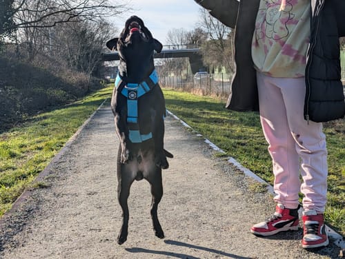 Customer photo review of Training Anti Pull TRI-Harness® | M-XL Breeds - Light Blue