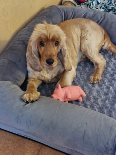 Reviewer's dog lying on the grey Pet Sofa Bed with a pink toy.