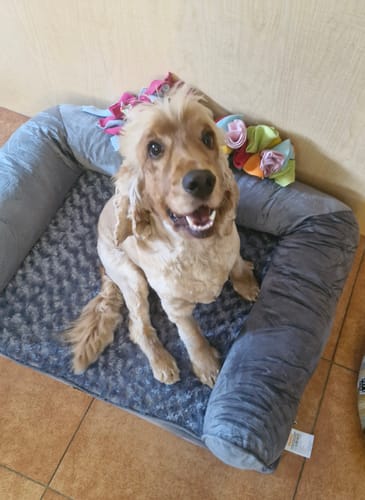 Customer's smiling dog sitting in the grey Pet Sofa Bed with colorful toys on the bolster.