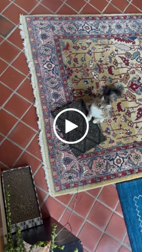 Customer video review of Starbursts - Luxury Cat Scratching Board