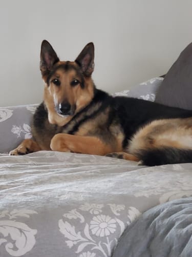 Customer photo review of OptiWize Collagen +Plus Dog and Cat Joint Health Supplement