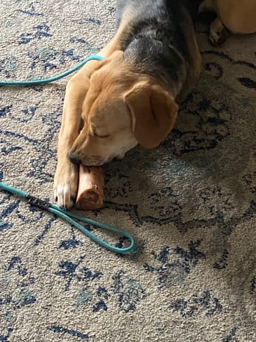 Customer's dog lying on a patterned rug while enjoying a large chew treat.