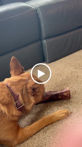 Customer video review of Smoked Beef Marrow Bone