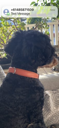 Customer photo review of Hand Made Leather Dog Collar - Tuscan Orange (Slim Fit)