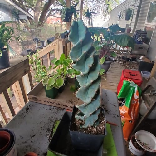 Customer's tall Spiral Cactus sitting in its nursery pot on an outdoor potting table.
