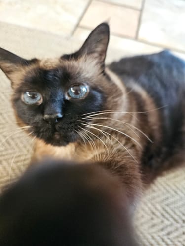 Customer photo review of 2x Blisso Advanced Cat Probiotic | Cat Probiotic for Diarrhea & Kidney Support