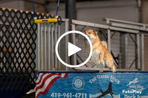 Customer video review of 1-TDC Oral Health + Mobility Support for Dogs