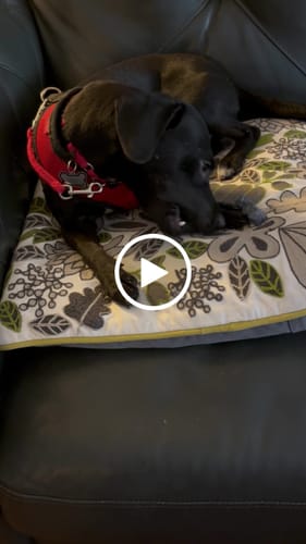 Customer video review of Strawberry Yak Chews