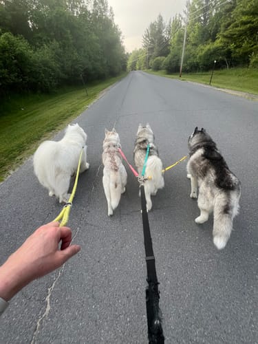 Customer photo review of Lead-All Pro