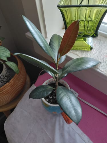 A customer's healthy rubber plant with new growth after using the Plant Food.