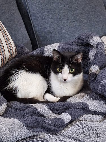 Customer photo review of 2x Blisso Advanced Cat Probiotic | Cat Probiotic for Diarrhea & Kidney Support