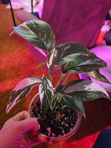 Customer holding a small Pothos Epipremnum albo variegata plant in a clear pot, showing its healthy variegated leaves.