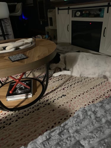 Reviewer's dog resting on a living room rug while chewing on a smoked marrow bone from the bundle.