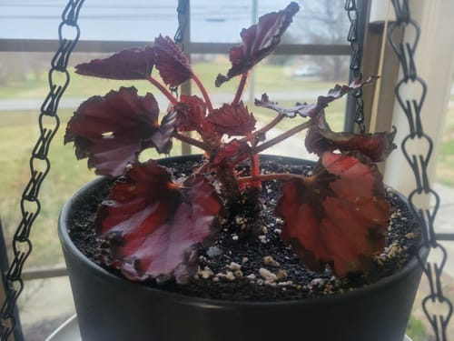 Customer's Begonia rex 'Harmony's Red Robin' plant with deep red leaves in a black hanging pot by a window.