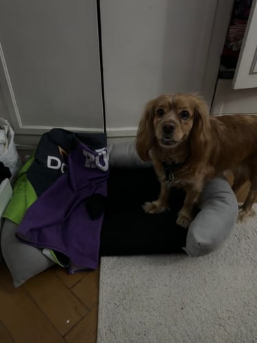 Customer photo review of Rappy- Medium Puffy Pets Bed