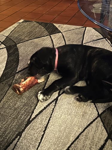 Customer's Cane Corso puppy lying on a rug with a Smoked Beef Marrow Bone.
