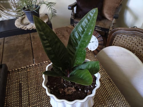 Reviewer's healthy plant in a white pot, which arrived safely with the Winter Protection Insurance.