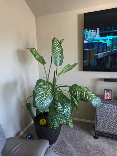 Customer's large, healthy potted plant in a living room after using Fungus Gnat Death Drops.