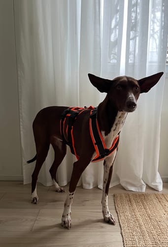 Customer photo review of Escape Proof Dog Harness SAFETY Brown Reflective | AnnyX
