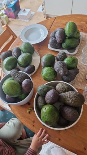 Rezensent zeigt die zahlreichen Reed & Hass Avocados in verschiedenen Größen und Sorten, die auf einem Holztisch in Schalen angerichtet sind.