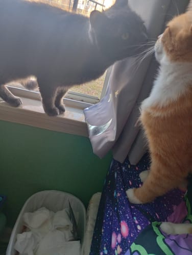 Customer photo review of 2x Blisso Advanced Cat Probiotic | Cat Probiotic for Diarrhea & Kidney Support