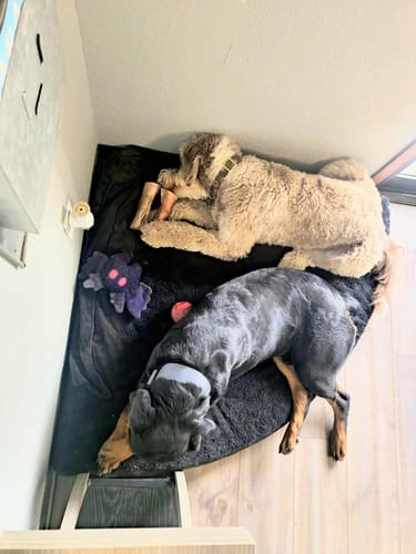 Reviewer's Golden Doodle and Rottweiler relaxing on a dog bed, with the Doodle chewing a large smoked marrow bone.
